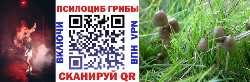 Галлюциногенные грибы Psilocybine cubensis  Тейково 